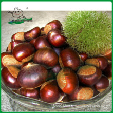 China chestnut /New crop dandong chestnut/Chestnut from China origin